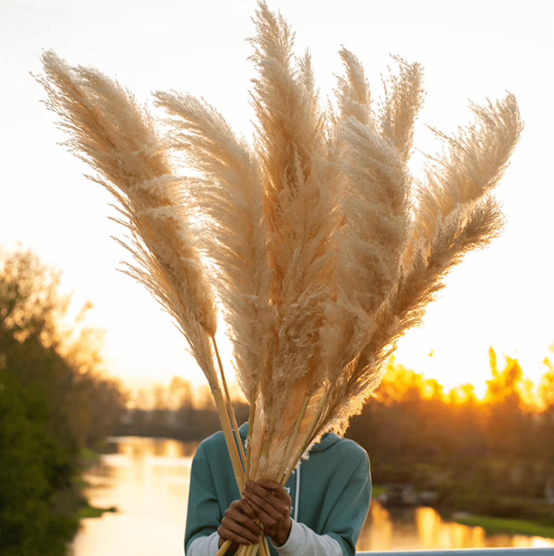 Person holding natural pampas grass in sunset, showcasing wild beauty and boho charm. Perfect for home decor and special events.