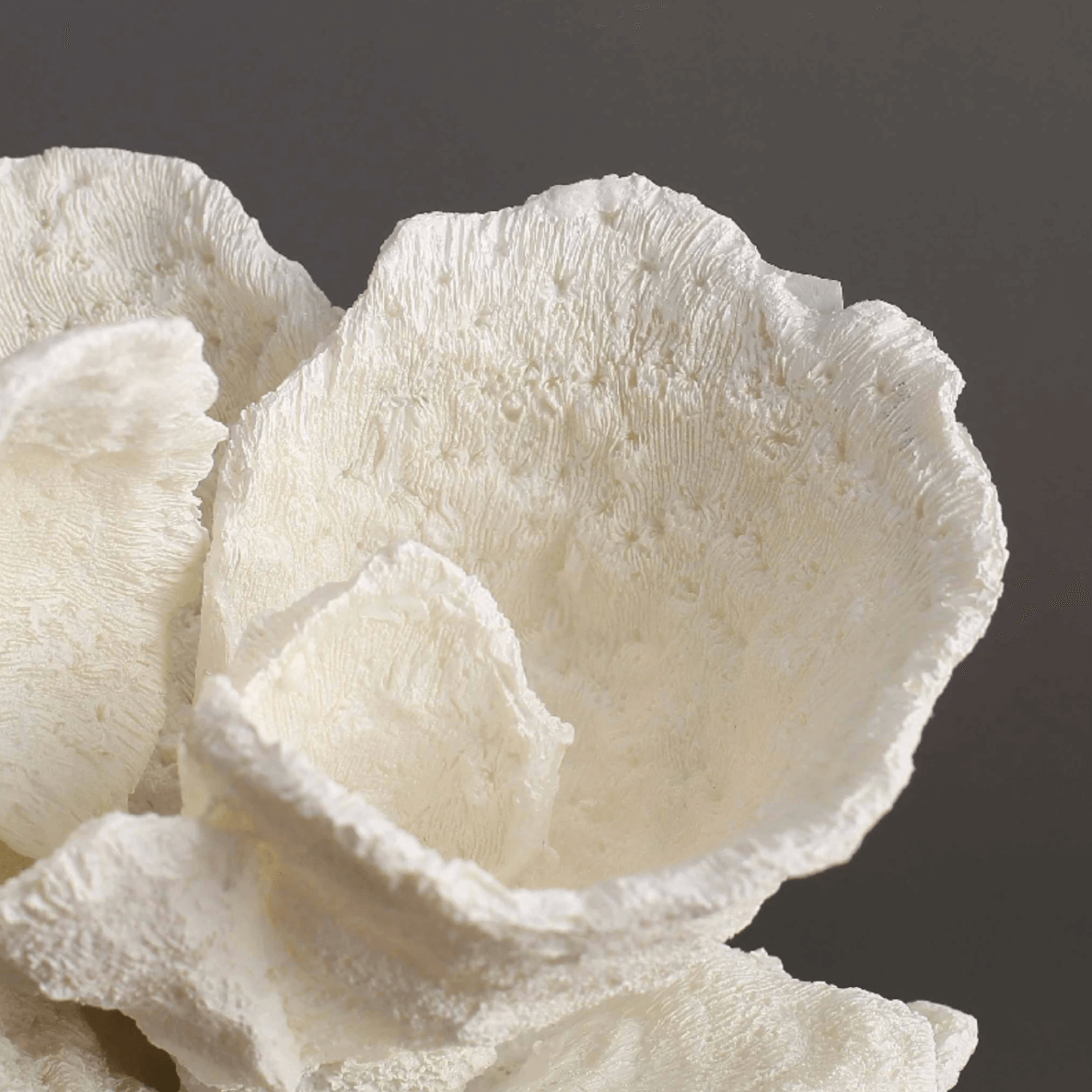 Close-up of a white coral ornament, showcasing intricate textures and flowing curves, representing timeless elegance.