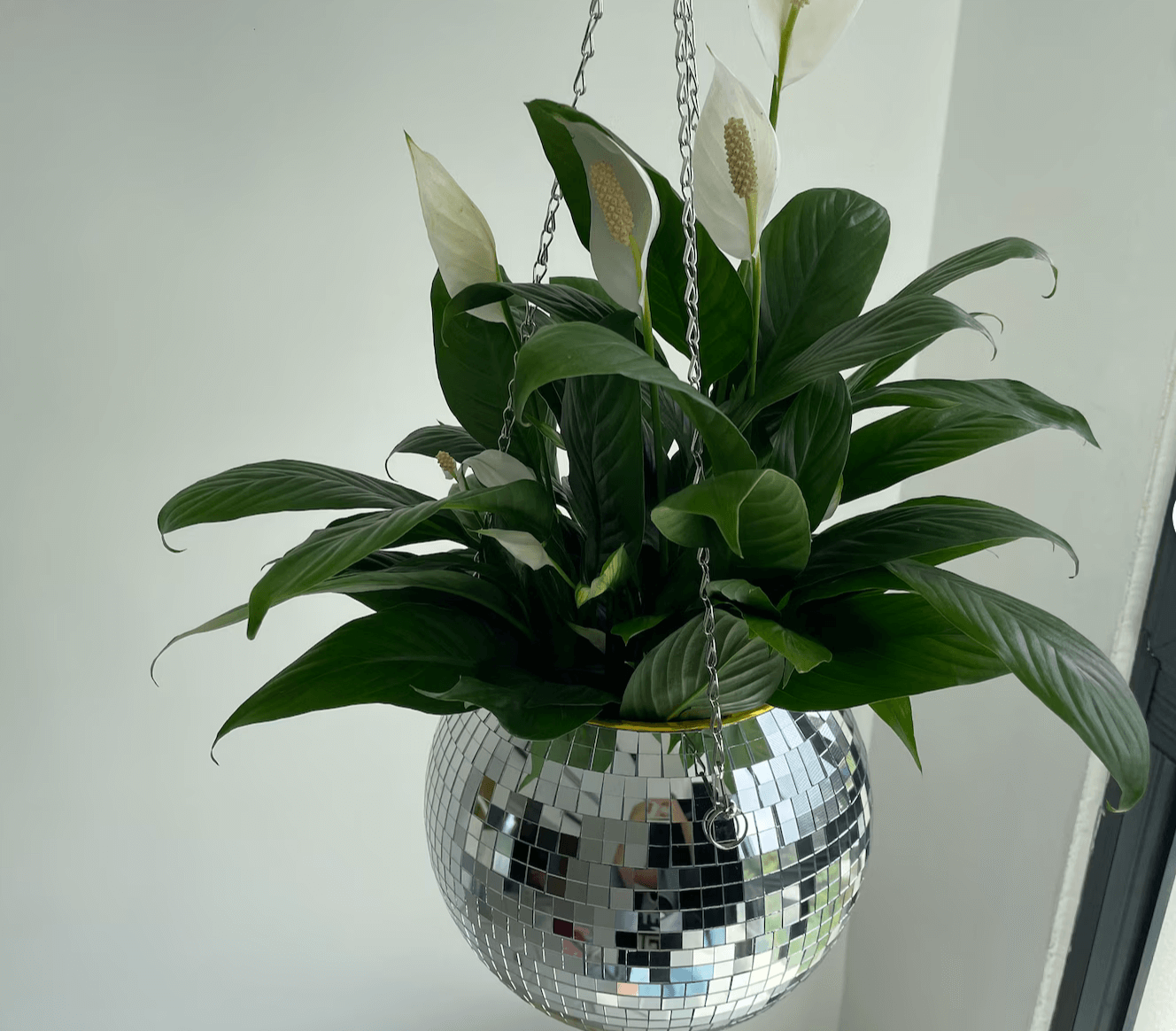 Hängender Disco-Kugel Pflanzenhalter mit grüner Pflanze, reflektiert Licht für retro 70er Jahre Charme und modernes Wohndesign.