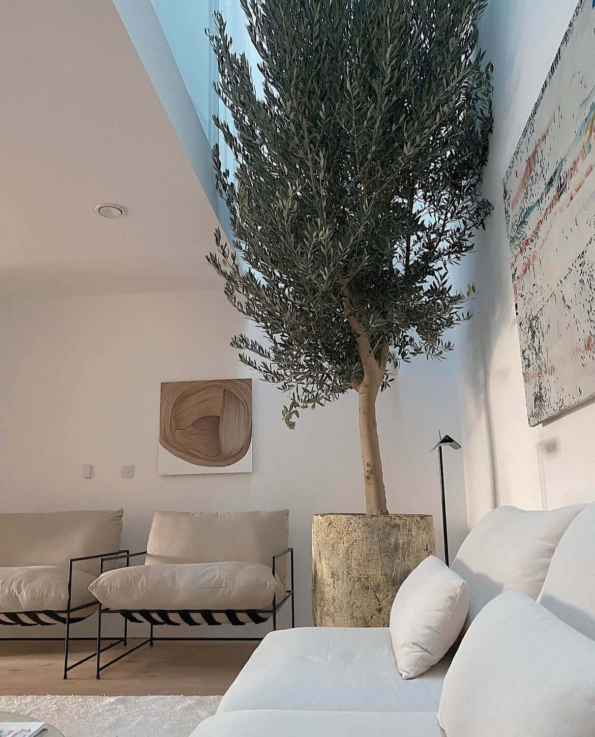 Artificial olive tree in modern living room with neutral decor and artwork.